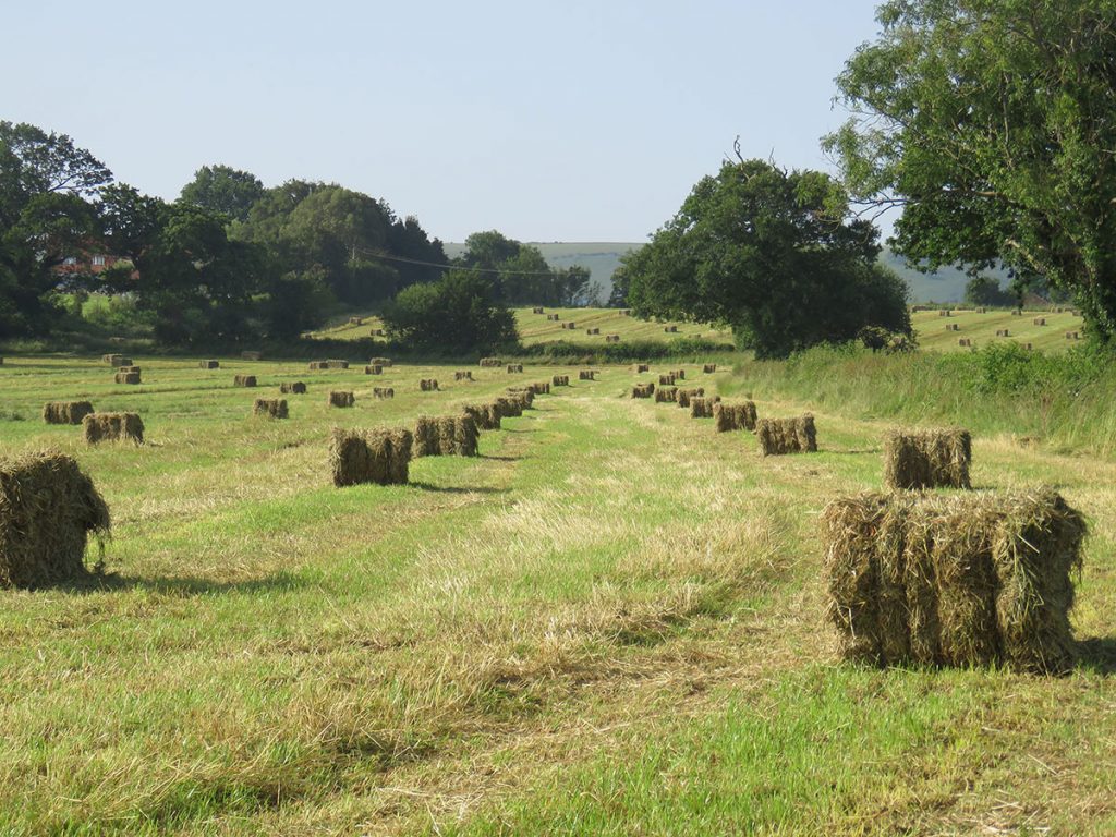 Hay Bailing and Brush Hog Mowing in Weatherford, TX